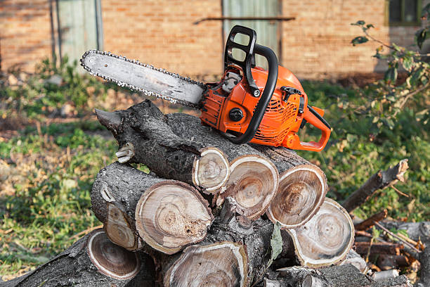 Best Local Tree Services  in USA